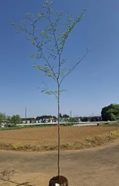 チャタロウチ様 リクエスト 3点 まとめ商品