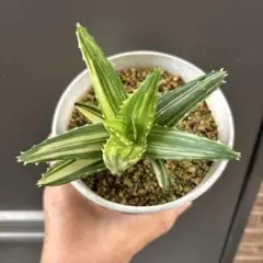 アロエ　不夜城錦のサムネイル