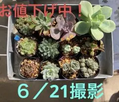 お得多肉植物　♡バラエティセット♡12種集めてみました❗️