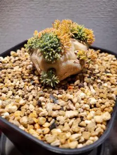 【鉢のまま発送】モンソニア　ペニクリナム　実生