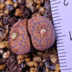 2025年最新】ペルシダム コノフィツムの人気アイテム - メルカリ