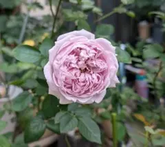 ホワイトローズ様 リクエスト 3点 まとめ商品