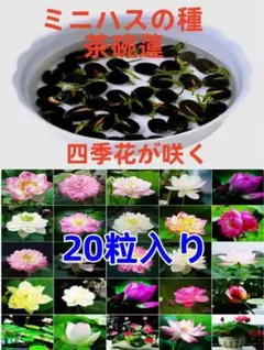 2026年最新】蓮の苗の人気アイテム - メルカリ