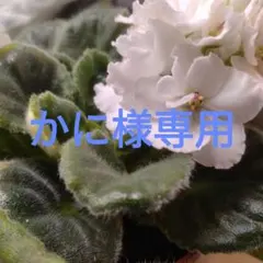 かに様専用　キッズ ウェットスーツ