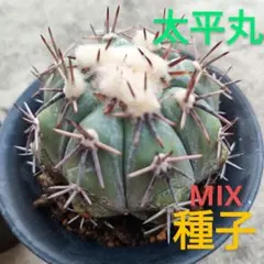 2025年最新】太平丸サボテンの人気アイテム - メルカリ