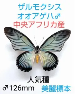 ニボシ様 リクエスト 3点 まとめ商品