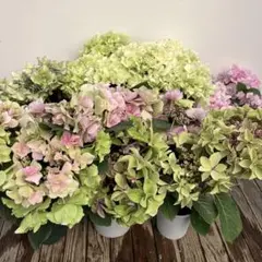 ☆ハイドランジア☆アジサイ☆寿☆4号鉢☆希少☆再入荷☆秋色 - メルカリ