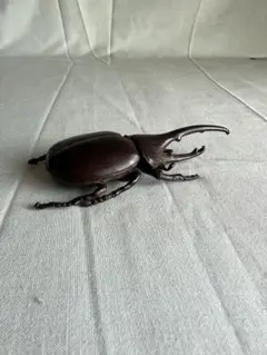 ヘラクレスオオカブト 壁掛け標本 - メルカリ