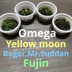 yellow moon dwarf totoro 胞子培養　2　ビカクシダ ビカクシダ 胞子培養株 2株 yellow moon totoro - メルカリ