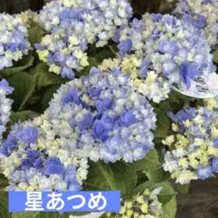 紫陽花 塩原花園さん 試作品④ 6号底面給水鉢 - メルカリ