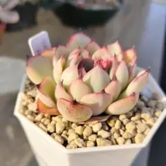 まちゅけ様 リクエスト 2点 まとめ商品