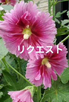 みゆ.:*ʚïɞ*:.様 リクエスト 3点 まとめ商品