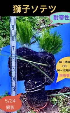 獅子ソテツ　耐寒性　コンパクトのサムネイル