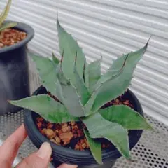 2025年最新】アガベオバティフォリアの人気アイテム - メルカリ