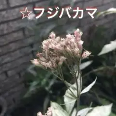 madeleine様 リクエスト 2点 まとめ商品