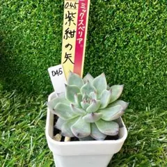 ミックスベリア 045 紫紺の矢　おらいさん苗　エケベリア　札なし　抜き苗発送