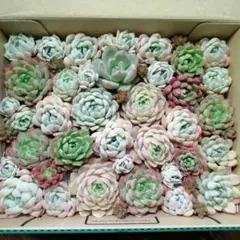 〘多肉植物〙カット苗セット大③　宅急便コンパクト　メルカリ便送料込み