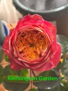 バラ苗 挿し苗 Kensington garden ケンジントンガーデンのサムネイル