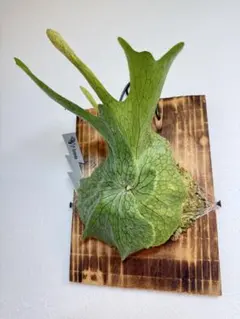 takeshi様 リクエスト 2点 まとめ商品