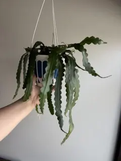 2025年最新】孔雀サボテン抜き苗の人気アイテム - メルカリ