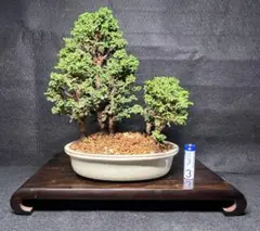 イソザンショウ 磯山椒 盆栽 BONSAI 和製パキプス - メルカリ