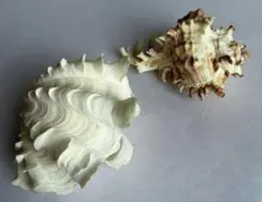 シャコガイ クモガイ 貝殻セット 約13cm 海貝 標本 インテリア