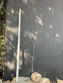 2026年最新】アオダモ 山採りの人気アイテム - メルカリ