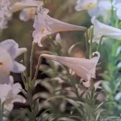 専用です。