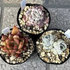 多肉植物　ビアント　タイニーバーグ　アルバローズ