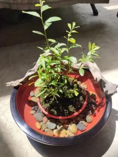 ボケ放春花夢絵巻大きな苔盆栽☆Springフェア - メルカリ