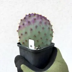 2025年最新】オプンチア サンタリタの人気アイテム - メルカリ