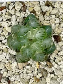 【美株】 多肉植物 ハオルチア オブツーサ錦 水中月 鮮明錦