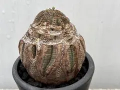 ユーフォルビアオベサ抜き苗 現地球 古木 - メルカリ
