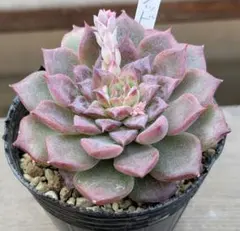 oski様 リクエスト 4点 まとめ商品