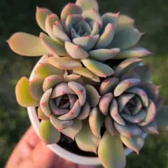 はるはれ様専用☆花月夜、グリネ、ピーチ、キウイ、カナリエンス