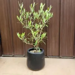 オリーブの木 エルグレコ 2 ファイバーセメント鉢 - メルカリ