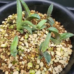 2025年最新】アガベ チタノタ セットの人気アイテム - メルカリ