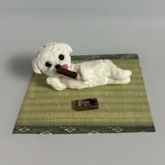 休日のマルチーズのサムネイル