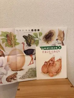 たまごとにわとり かがくのとも　付録付き