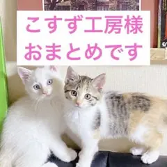 こすず工房様 リクエスト 2点 まとめ商品