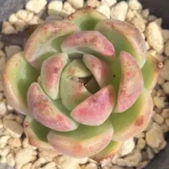 新入荷 赤魔王 エケベリア 多肉植物 1苗 - メルカリ