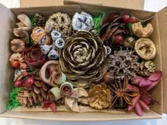 木の実 詰め合わせ まとめ売り セット ドライフラワー　アソート