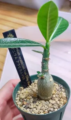 アデニウム オベスム 塊根植物 コーデックス 観葉植物 - メルカリ