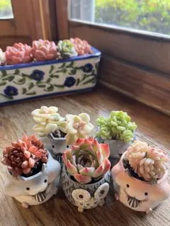 2025年最新】ティテュバンス錦の人気アイテム - メルカリ