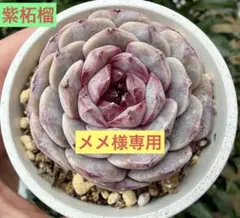 メメ様 リクエスト 5点 まとめ商品