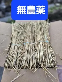 Item thumbnail for item 5507f079-af39-4407-b2eb-73a1ab21aa57