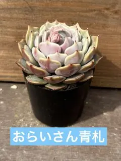 ししゃも様 リクエスト 2点 まとめ商品