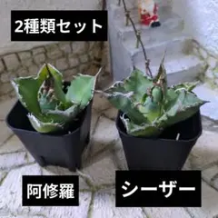 Blue sea様 リクエスト 2点 まとめ商品