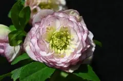 2026年最新】プリマベーラ クリスマスローズの人気アイテム - メルカリ