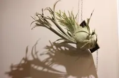 2026年最新】p.veitchii auburn riverの人気アイテム - メルカリ